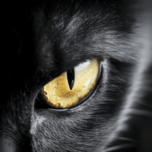 cat eye