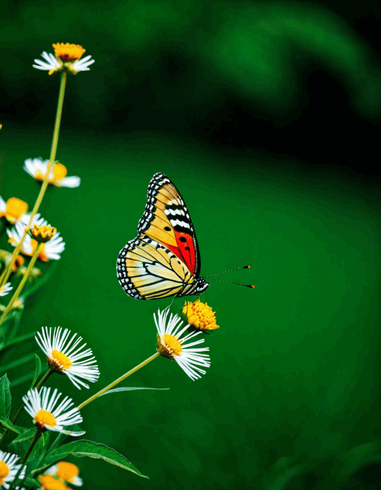 butterfly effects
