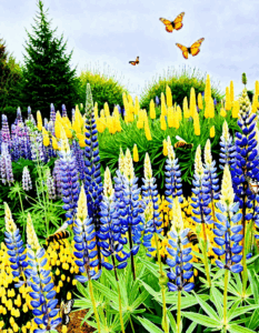 lupins